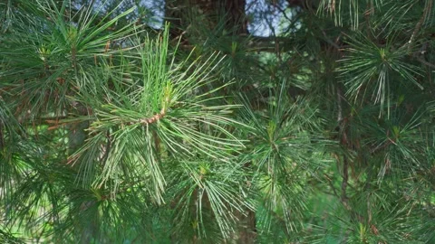 Spring Young Shoots of Siberian Cedar. Stock Footage 310449650