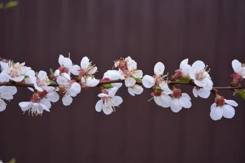 Spring young tree with beautiful inflorescences, apricot flowering period Photos