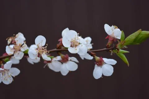 Spring young tree with beautiful inflorescences, apricot flowering period Stock Photos