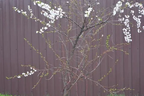 Spring young tree with beautiful inflorescences, apricot flowering period 写真素材