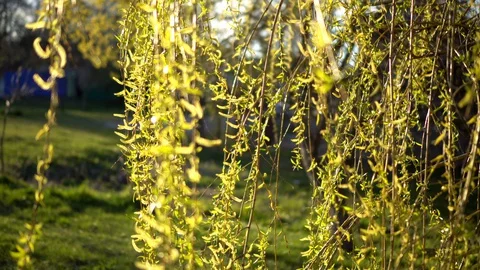 Spring. young willow branches in the wind 動画素材 129187984