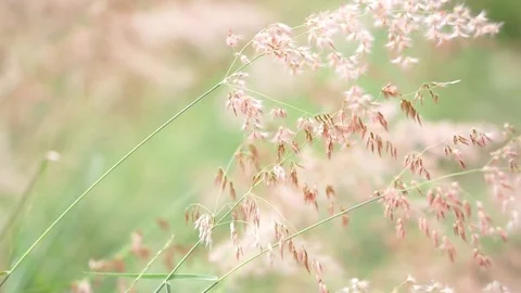 Spring1 스톡 동영상 75314220