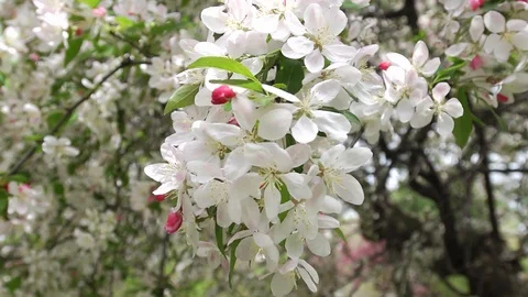 Spring,Blooming Tree Stock Footage 129563525
