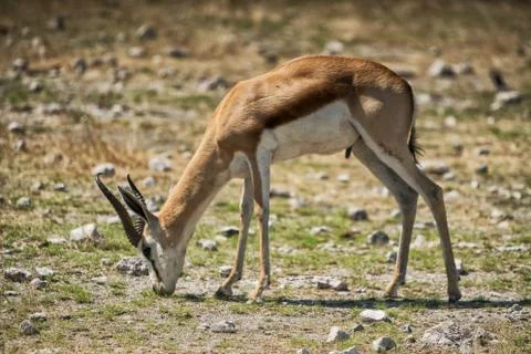Springbock grazing on the savannah of Namibia. Stock Photos