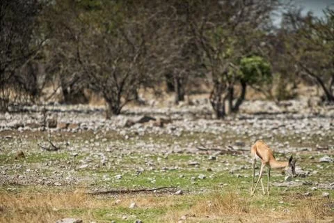 Springbock grazing on the savannah of Namibia. Stock Photos