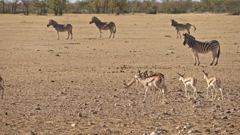 Springbok and Burchell's Zebra at Etosha National Park Stock Footage 288455165