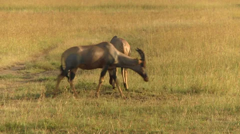 Springbok antelope 2 Video stock 33698511