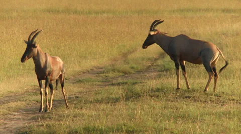Springbok antelope 3 Video stock 33698955