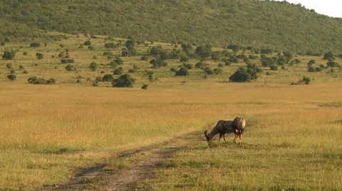 Springbok antelope 4 Stock Footage 33699108