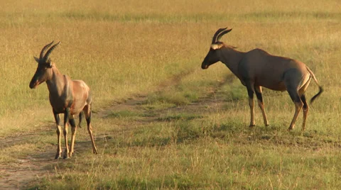 Springbok antelope Video stock 33698297