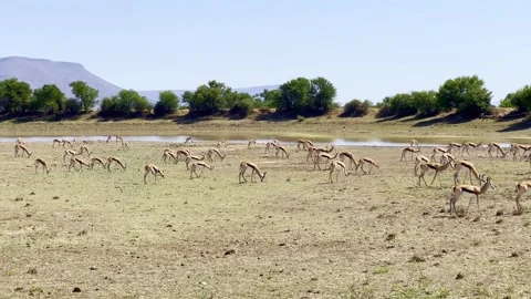 Springbok antelope grazing in the grass on a South African game reserve safari Stock-Footage 332363567