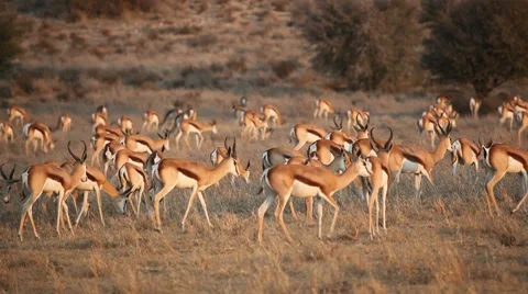 Springbok antelope herd, African wildlife safari, Kalahari desert, South Africa Stock Footage