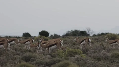 Springbok Antelope Herd Grazing In Open Shrubland Habitat Stock-Footage 340924390