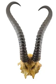 Springbok antelope horns Stock Photos