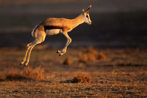 Springbok antelope jumping Fotos Stock