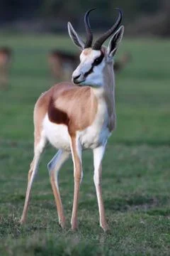 Springbok Antelope Stock Photos