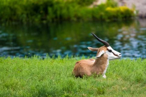 Springbok Antelope Foto stock