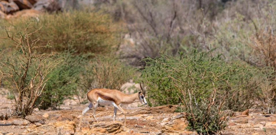 Springbok antelope Stock Photos
