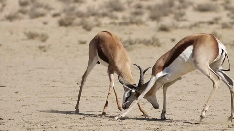 Springbok antelope play fighting Stock Footage 62221537