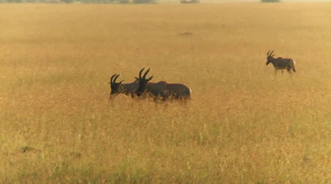 Springbok antelope walking Stock Footage 33698211