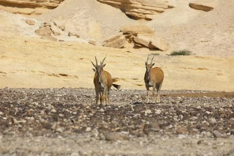 Springbok antelope in the wild animals Stock Photos
