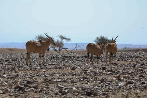Springbok antelope in the wild animals Stock Photos