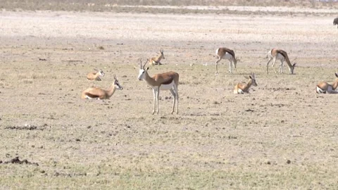 Springbok antelopes in the desert Video stock 117163941