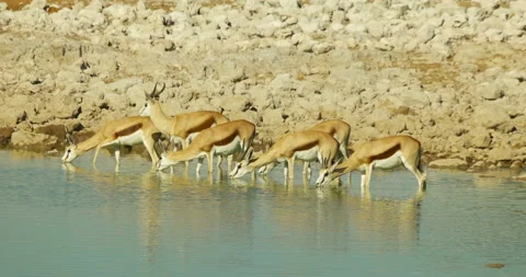 Springbok antelopes drink water Stock Footage 112055875