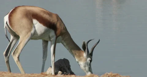 Springbok antelopes drinking Stock Footage 116258512