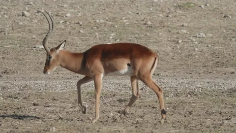The springbok (Antidorcas marsupialis) is a medium-sized antelope Stock Footage 168776696