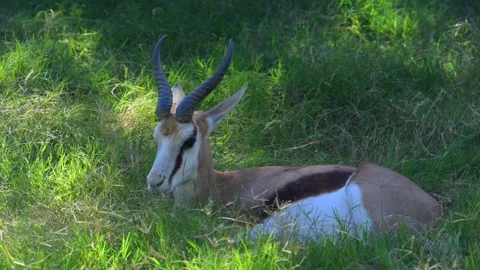This is the springbok (Antidorcas marsupialis), a medium sized antelope nat.. Stock-Footage 339299315