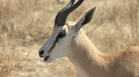 Springbok chewing (close-up) Stock Footage