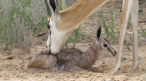 A springbok cleaned minutes after birth Stock Footage