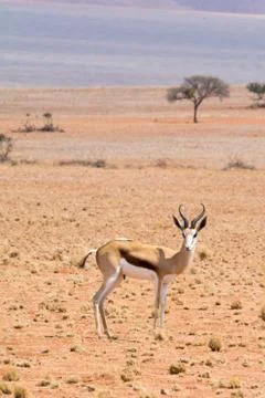 Springbok in the desert. Stock Photos