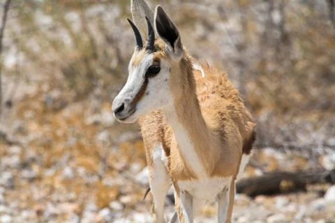 Springbok in the desert. Stock Photos