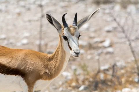 Springbok in the desert. Stock Photos