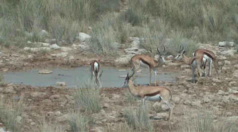 Springbok drinking at water hole Stock Footage 941827