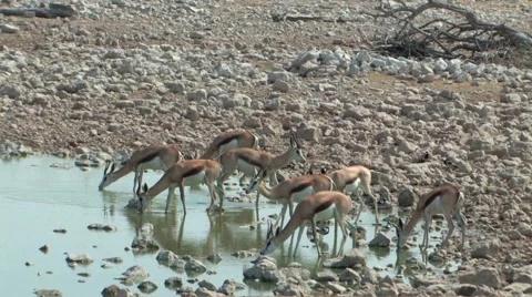 Springbok drinking at water hole Stock Footage 942474