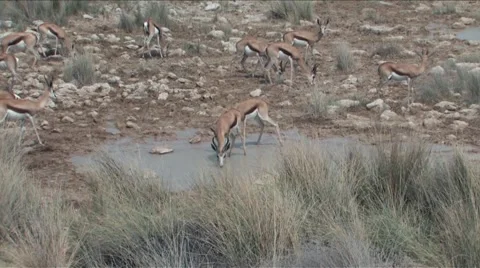 Springbok drinking at water hole Stock Footage 942490
