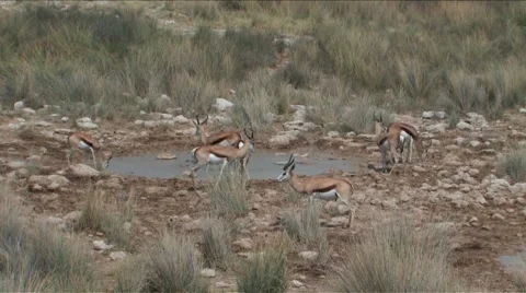Springbok drinking at water hole Stock Footage 942510