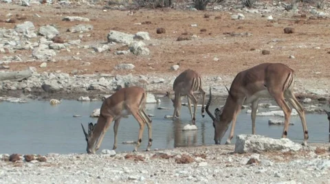 Springbok drinking at water hole Stock Footage 942515