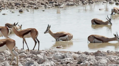 Springbok drinking at watering hole Stock Footage 36105608