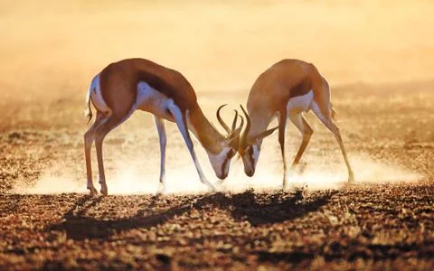 Springbok dual in dust Stock Photos