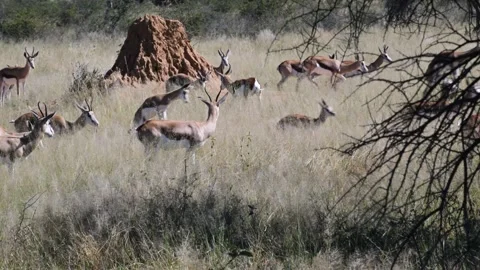 Springbok eating grass in the savannah, Antidorcas marsupialis, Springbok, Stock-Footage 325566874