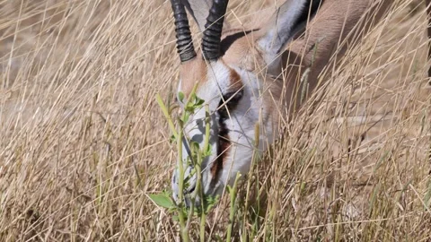 Springbok eating grass, savannah, close-up, Gazelle, Antidorcas marsupialis, Stock-Footage 315498879