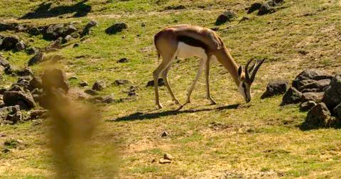 Springbok eating Stock Photos