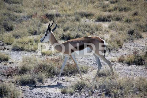 Springbok in etosha national park namibia Stock Photos