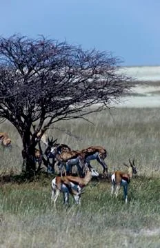 Springbok in Etosha Stock Photos