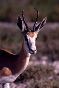 Springbok in Etosha Stock Photos