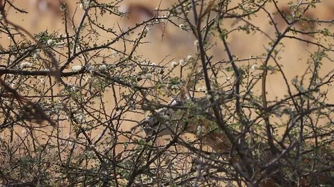 Springbok feeding on leaves from a bush in Etosha National Park, Namibia Stock Footage 106340153